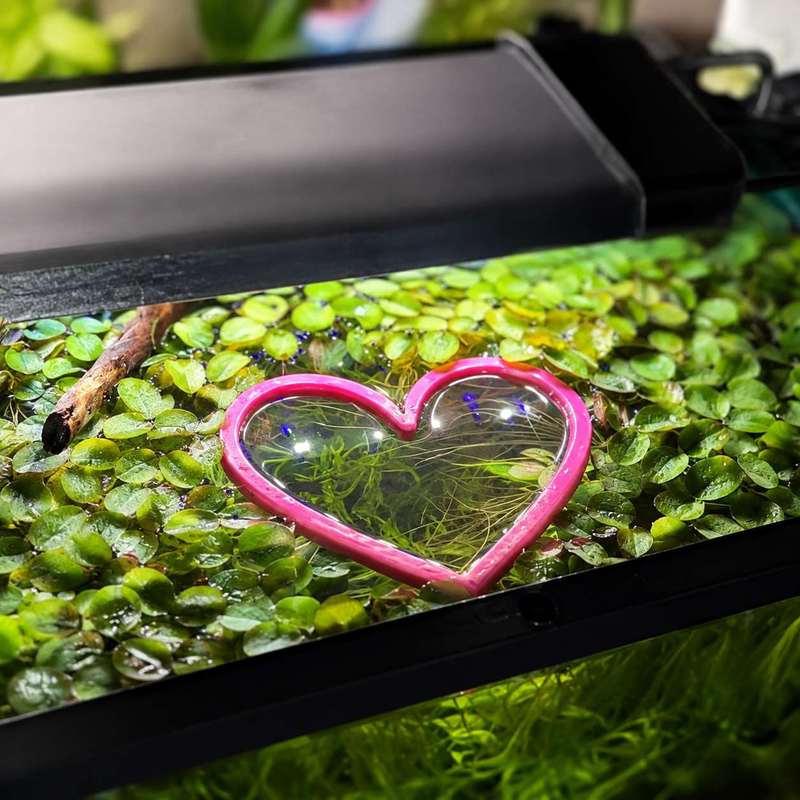 Hartvormige drijvende visvoede - Aquarium Fish Food recensie en prijs