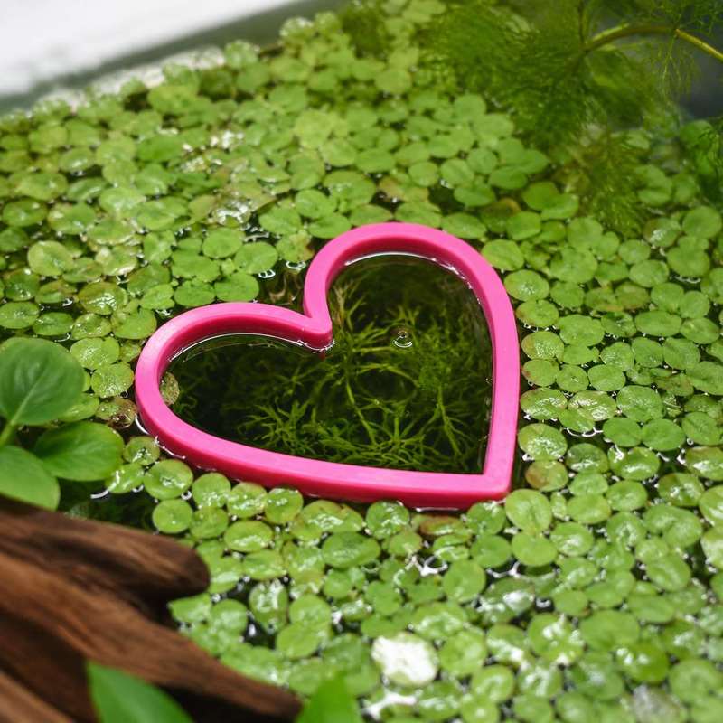 Hartvormige drijvende visvoede - Aquarium Fish Food recensie en prijs